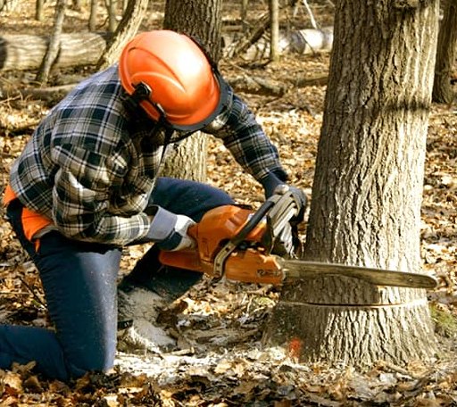 Tree Removal in Rocky Face, GA